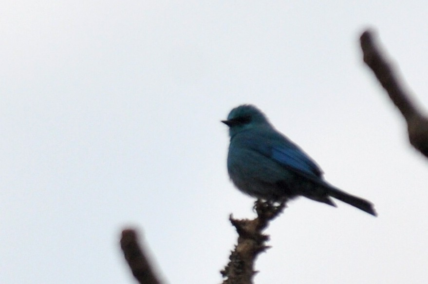 Verditer Flycatcher - ML32601971