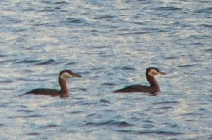 potápka rudokrká - ML326020491
