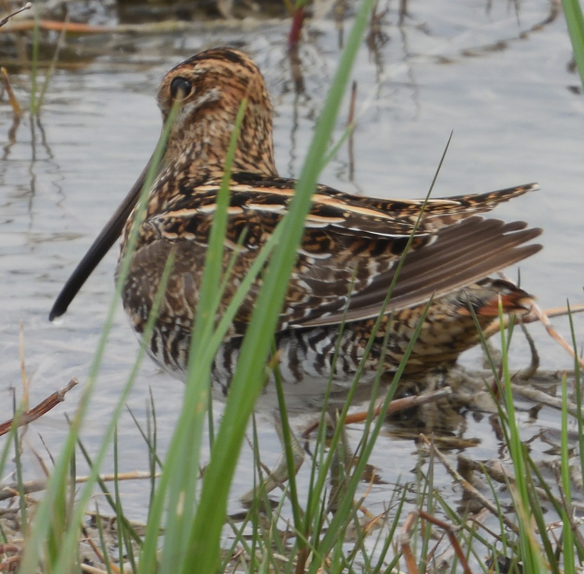 Wilson's Snipe - ML326021511