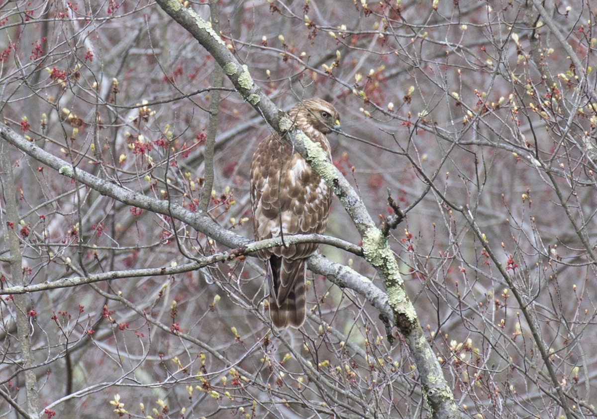 Red-shouldered Hawk - ML326021921