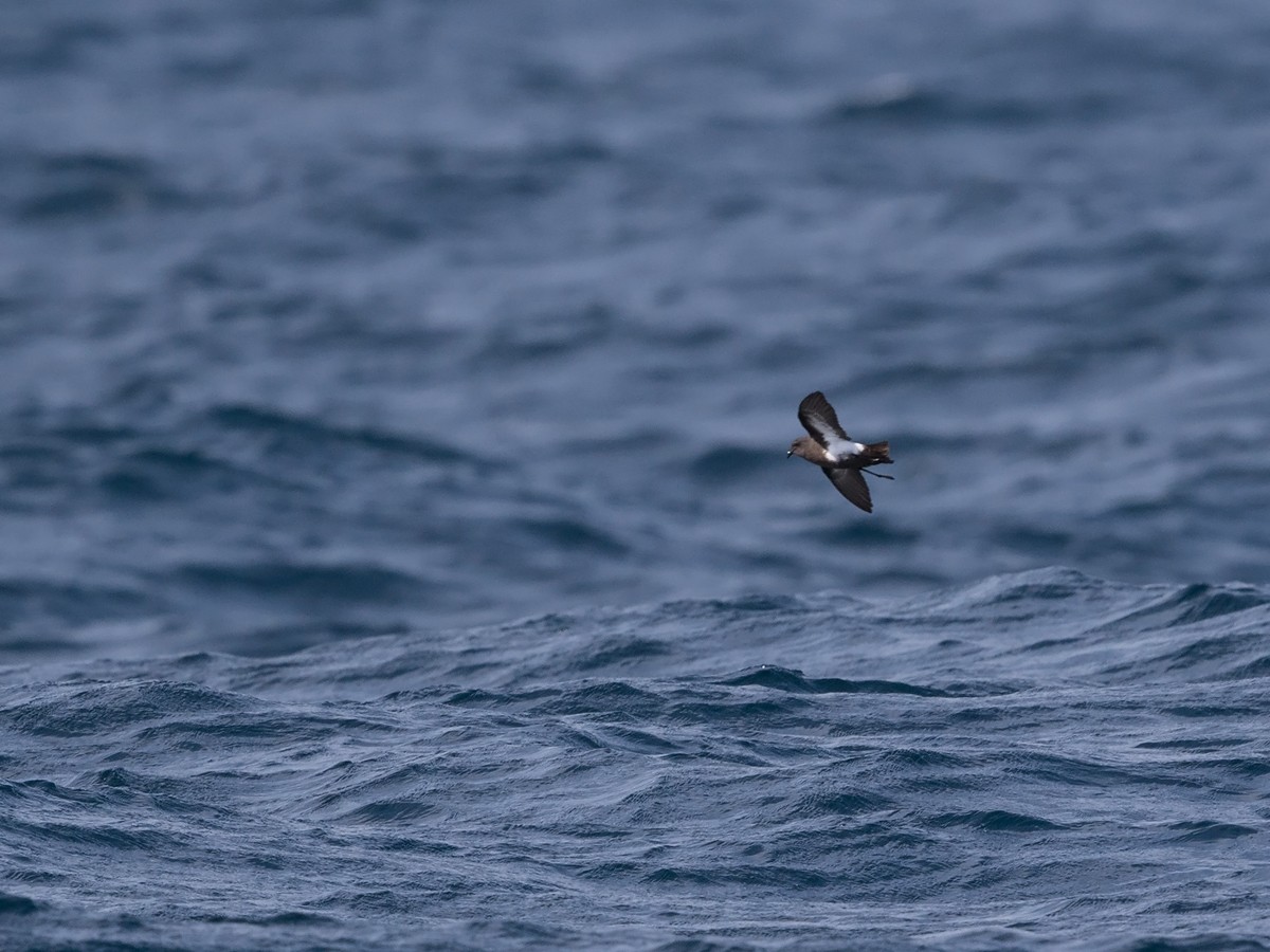 Black-bellied Storm-Petrel - ML32602351