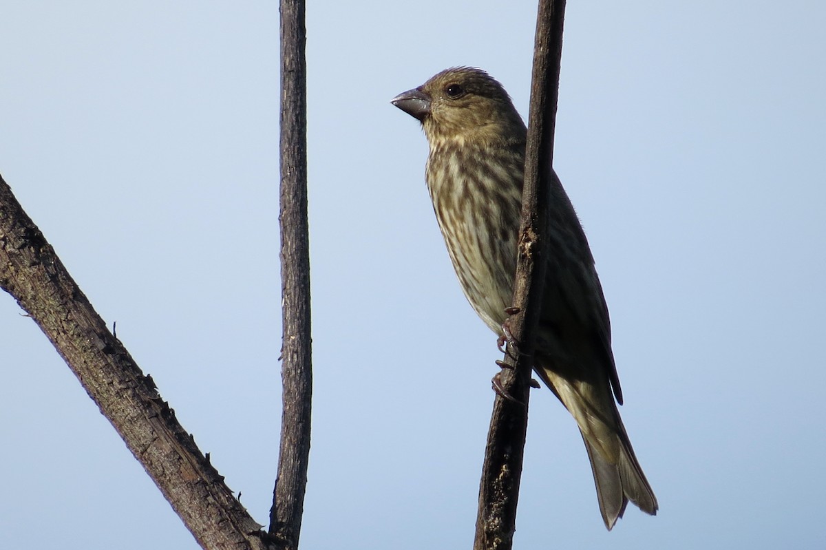 Common Rosefinch - ML32602371
