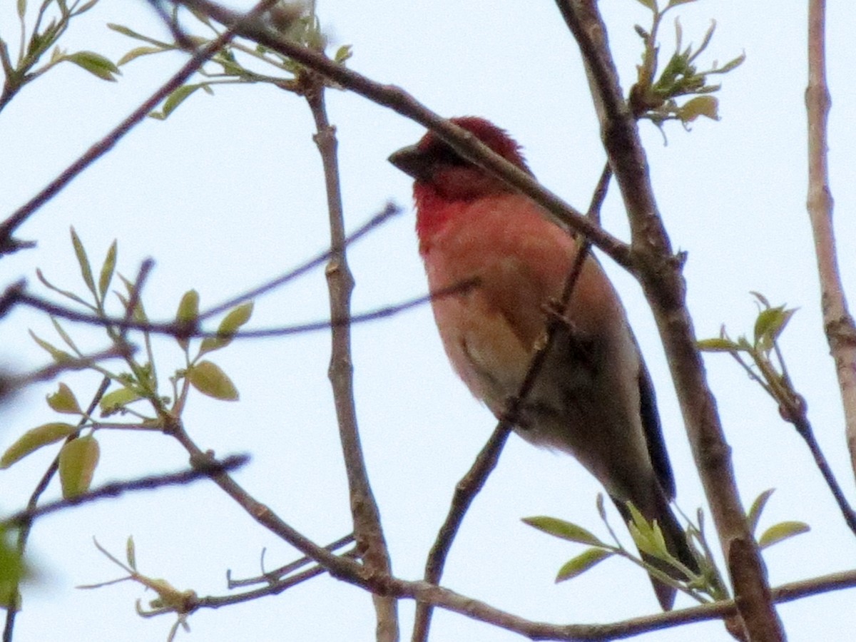 Common Rosefinch - ML32602411