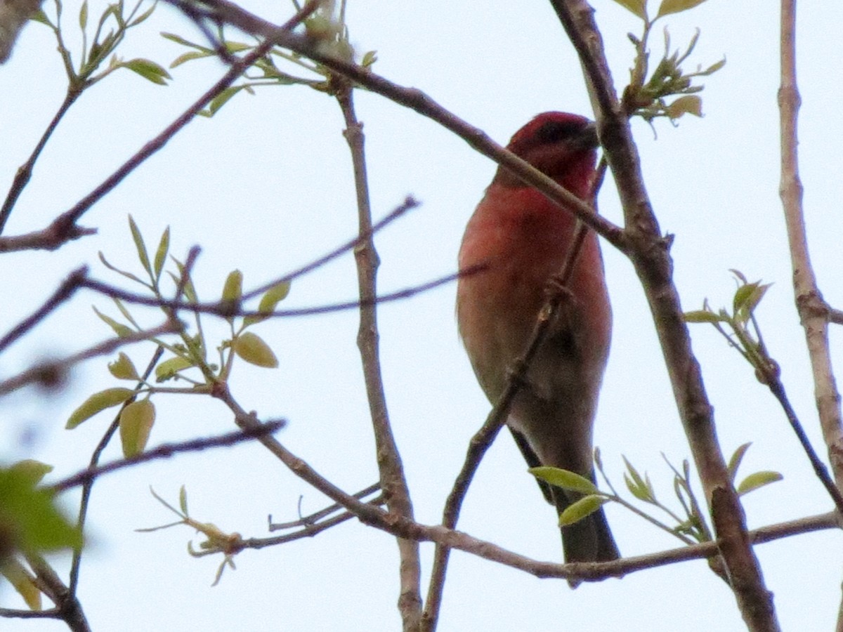 Common Rosefinch - ML32602421