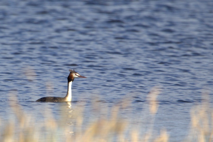 Great Crested Grebe - Mat Gilfedder