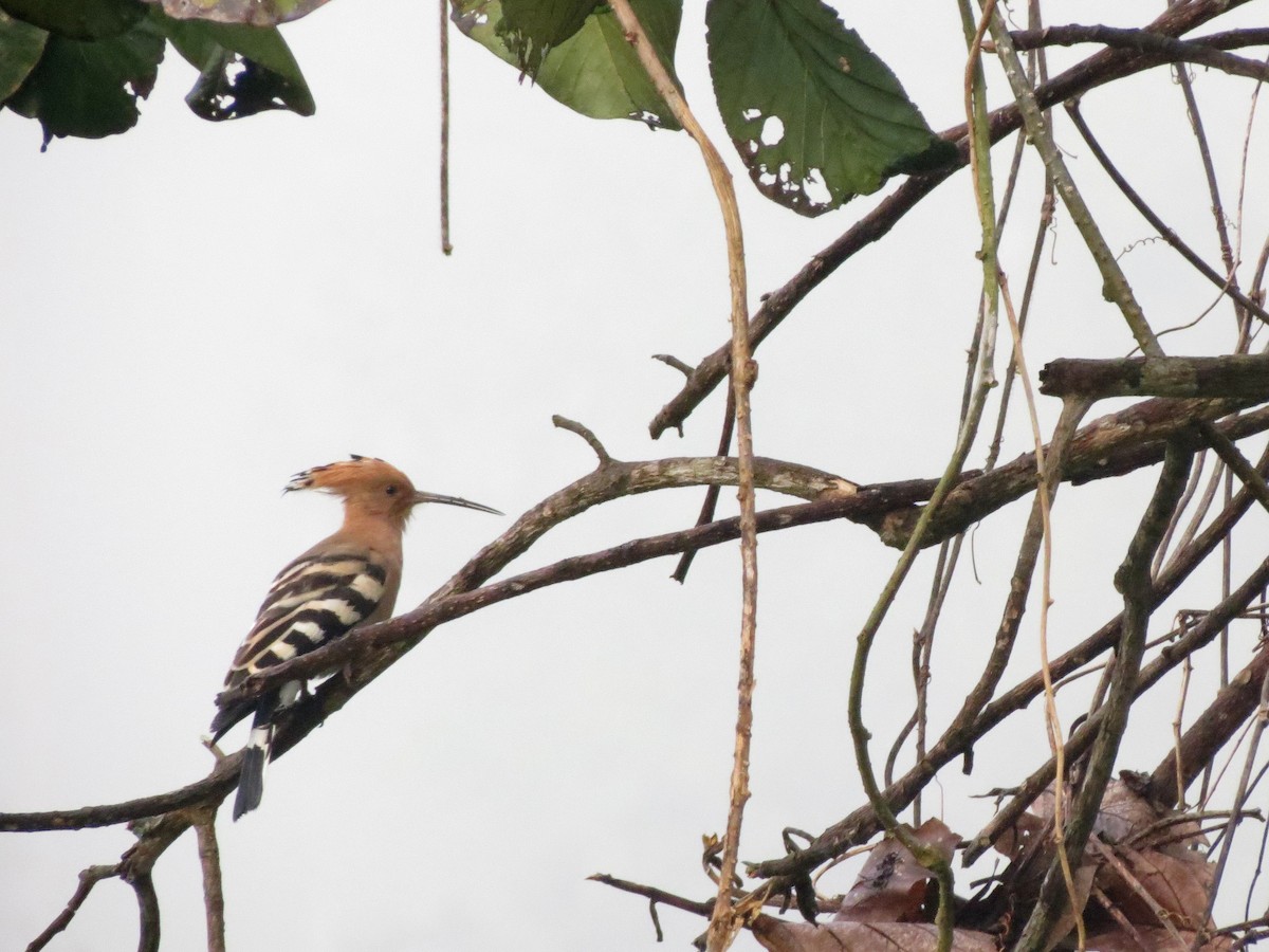 Common Hoopoe - ML32602461