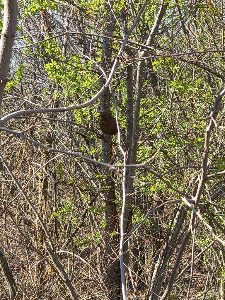 Eurasian Blackbird - Vivien Ordanoska