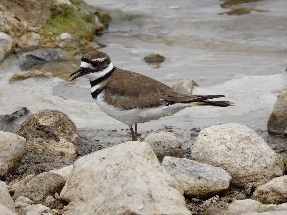 Killdeer - ML326024851