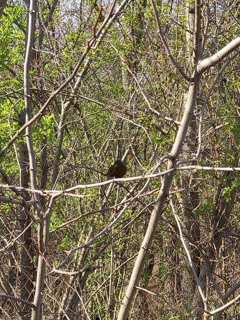 Eurasian Blackbird - Vivien Ordanoska