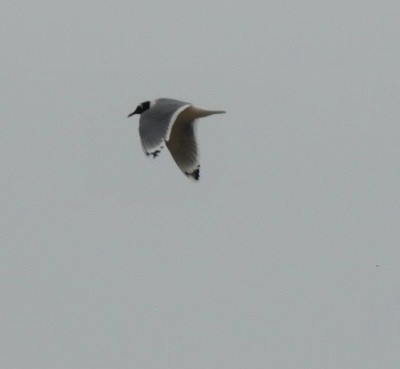 Franklin's Gull - ML326026081