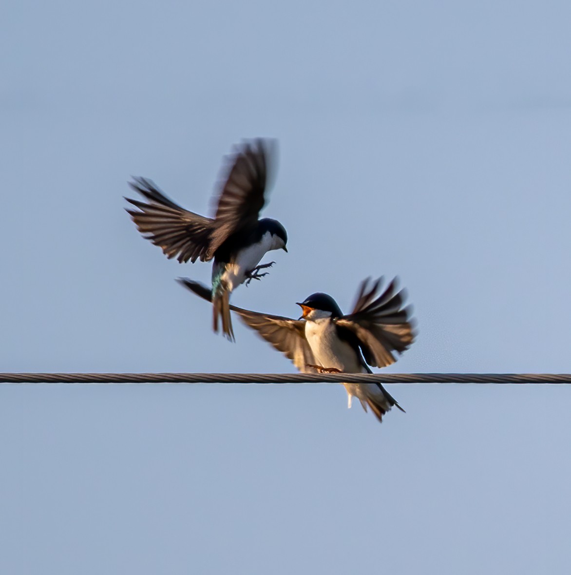 Tree Swallow - ML326026551