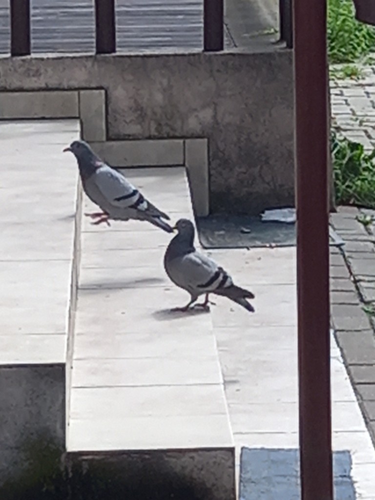 Rock Pigeon - Vivien Ordanoska