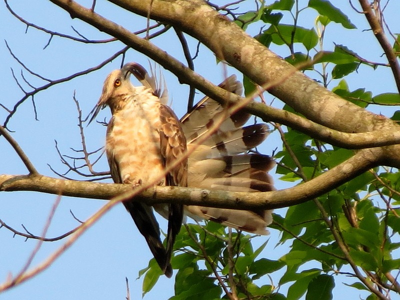 Jerdon's Baza - ML32602751