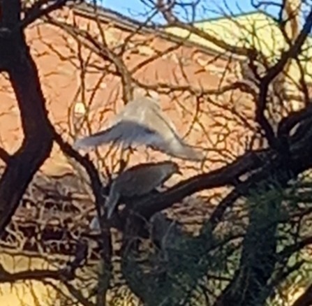 Eurasian Collared-Dove - Vivien Ordanoska