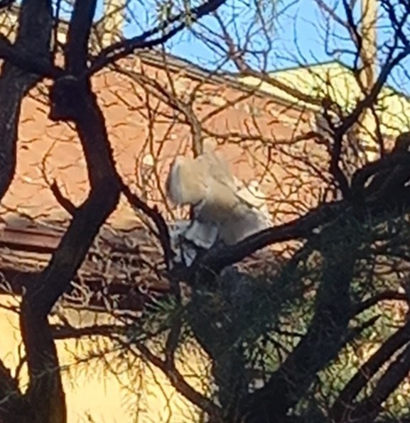 Eurasian Collared-Dove - Vivien Ordanoska