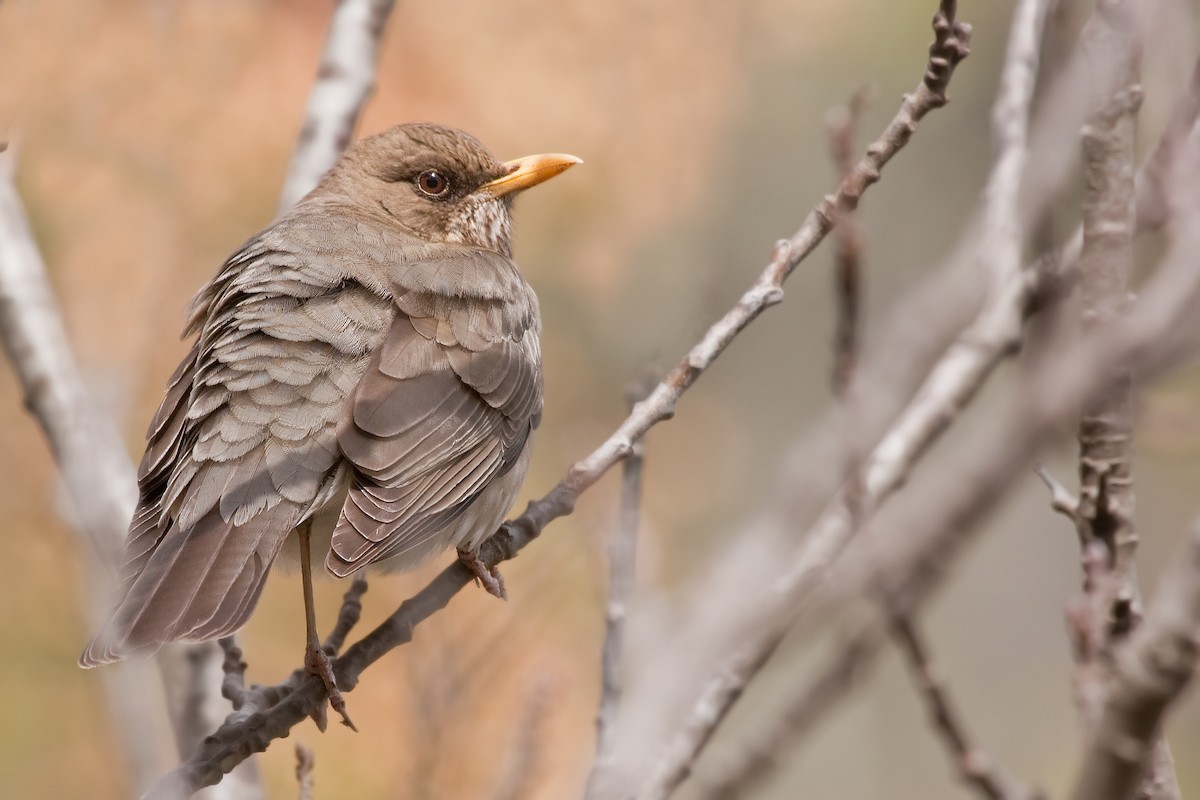 Creamy-bellied Thrush - Michel Gutierrez