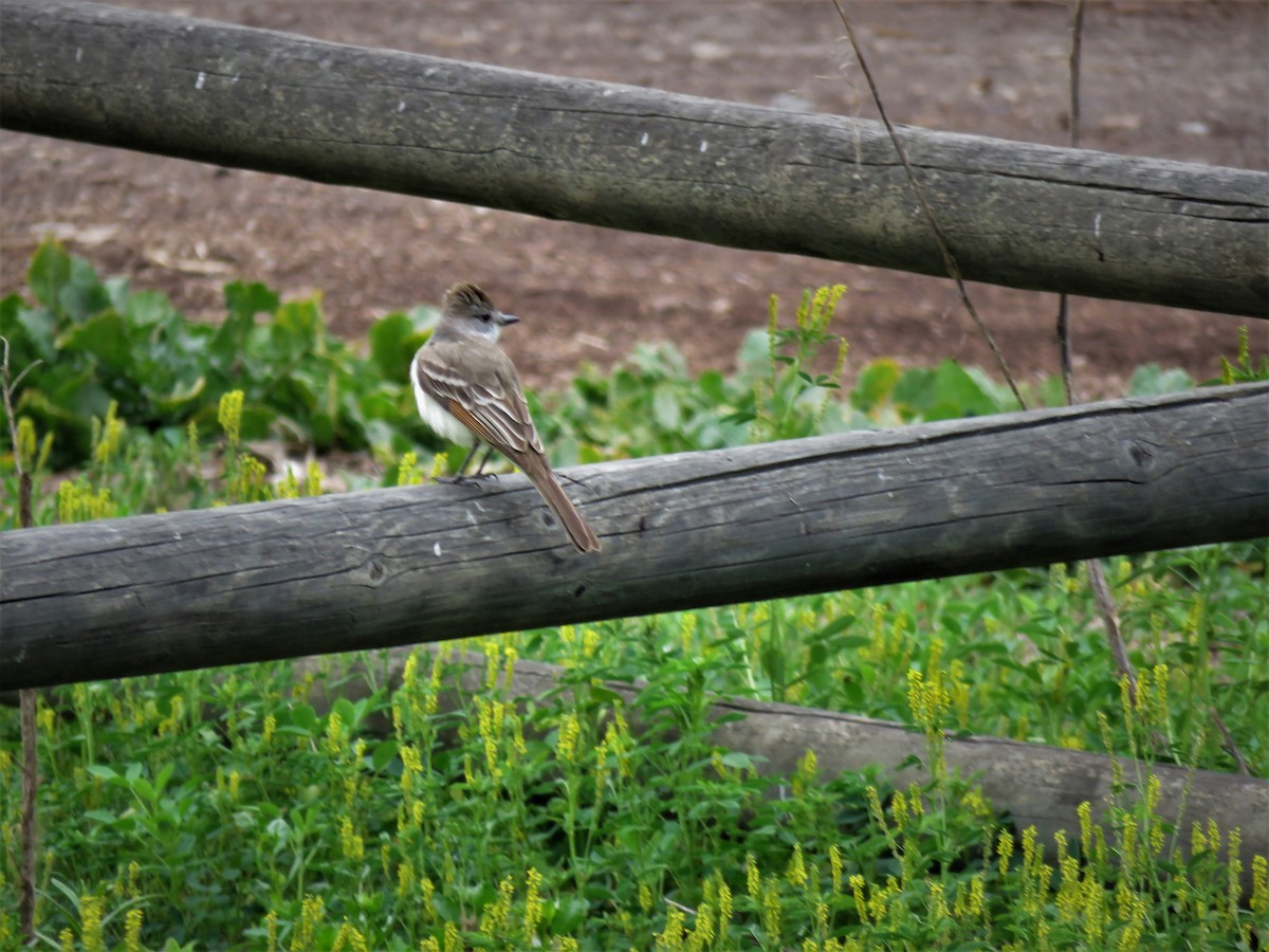 Ash-throated Flycatcher - Shirley Reynolds