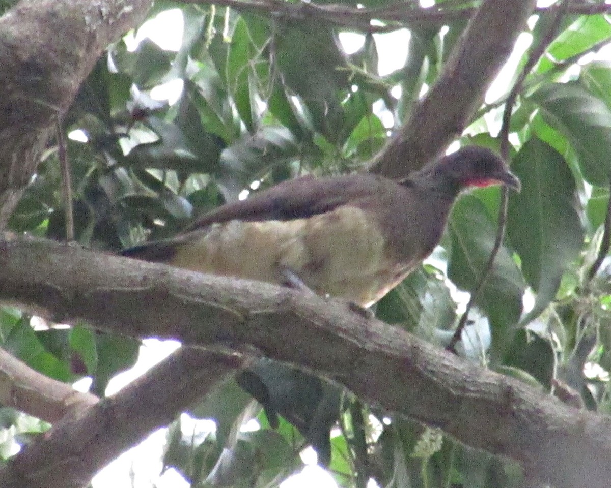 Weißbauchguan - ML32603021