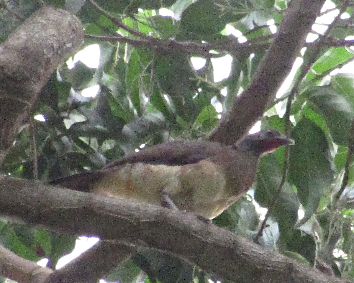 Weißbauchguan - ML32603031