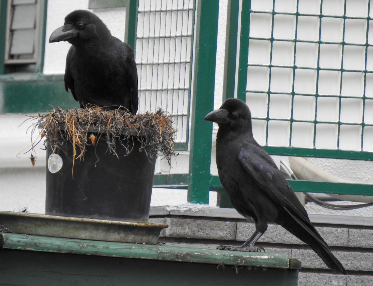 Large-billed Crow - ML326030871