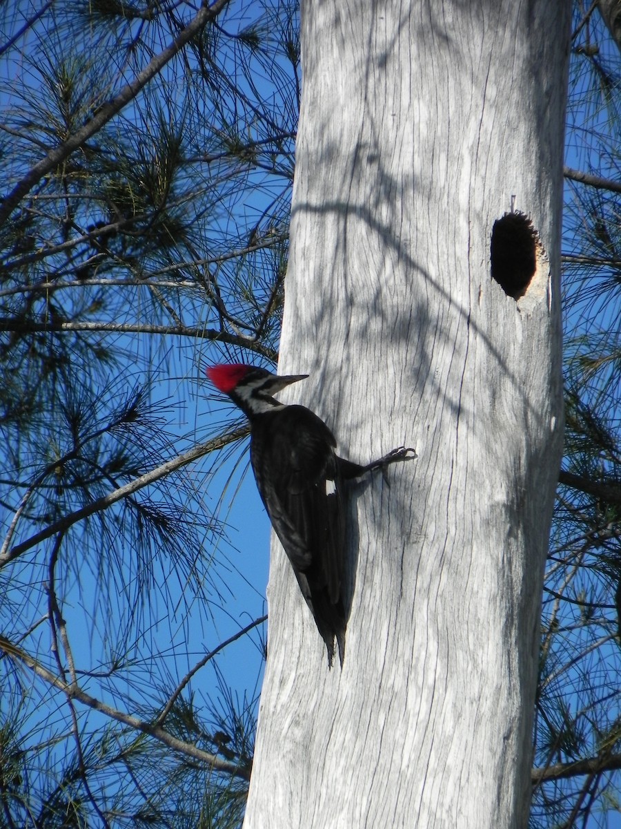 Pileated Woodpecker - Nancy Glickman