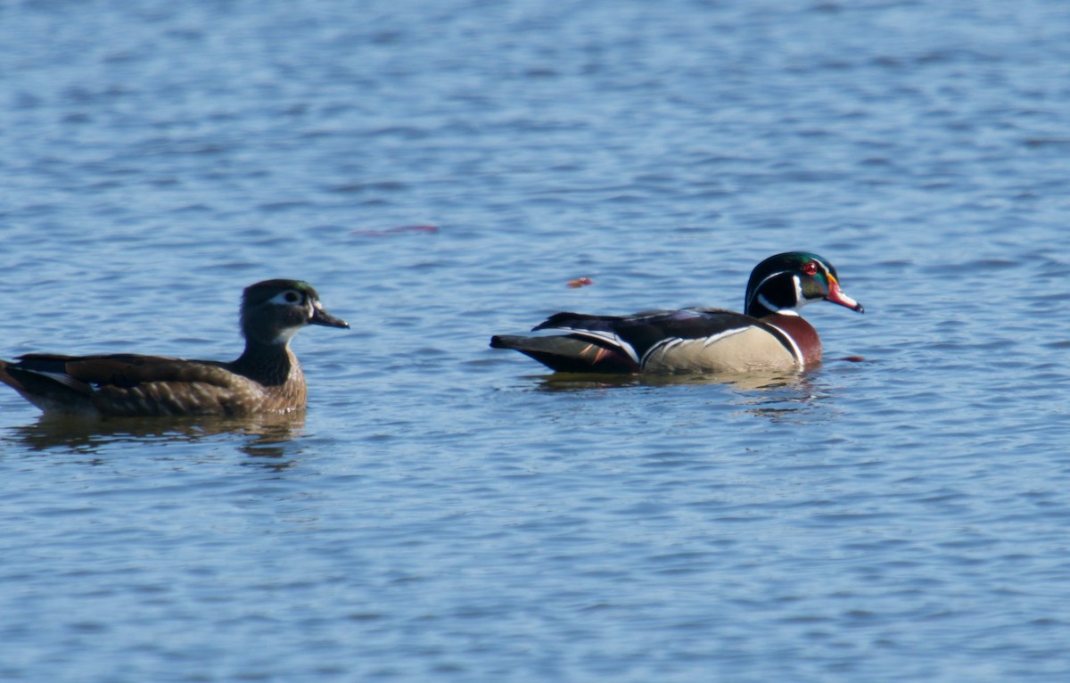 Wood Duck - ML326031471