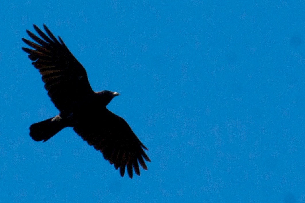 American Crow - ML32603301