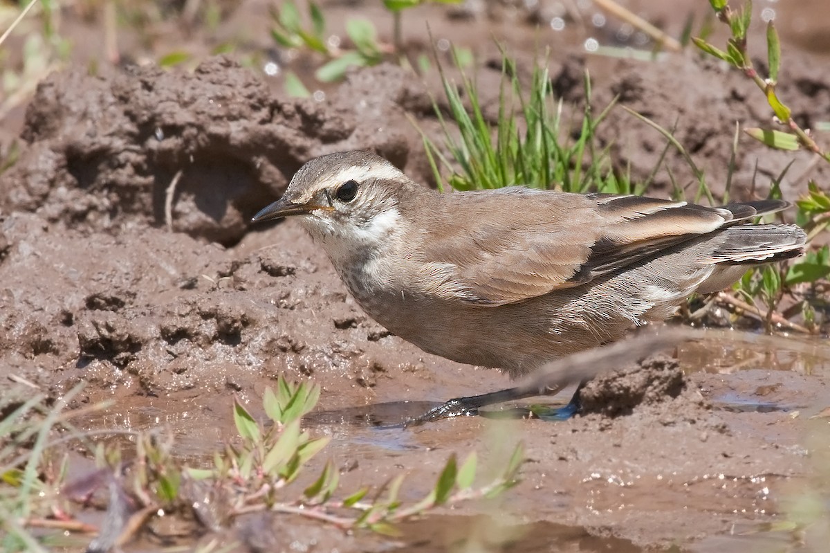 Buff-winged Cinclodes - Michel Gutierrez