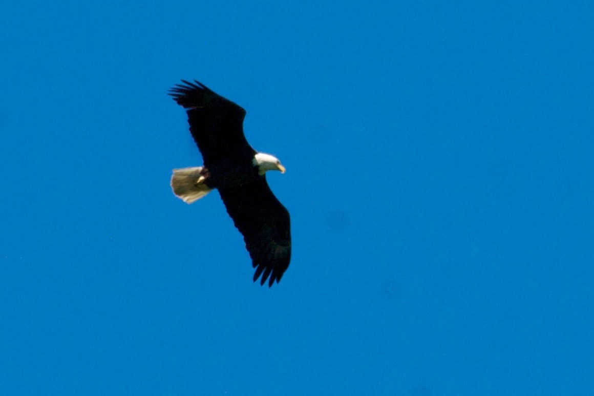 Bald Eagle - ML32603381