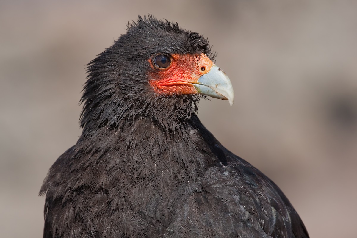 Mountain Caracara - Michel Gutierrez