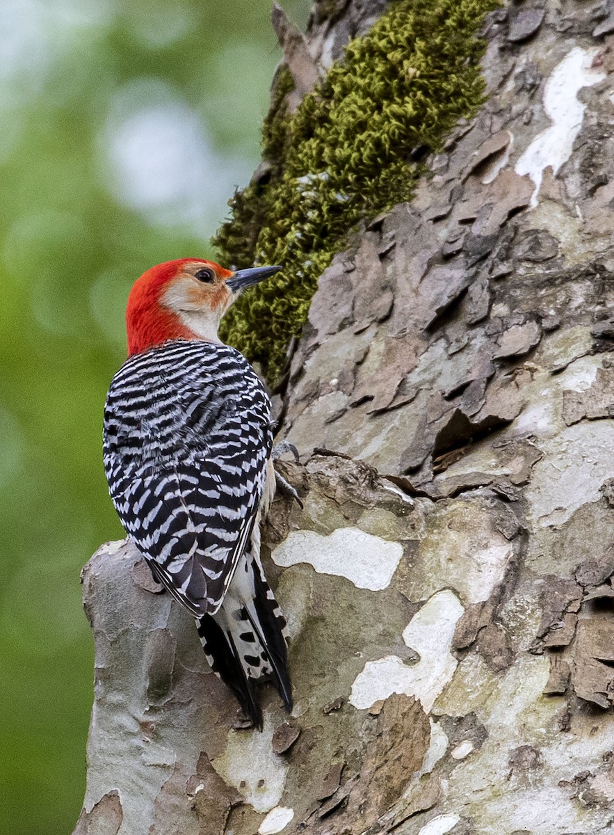 Red-bellied Woodpecker - ML326034931