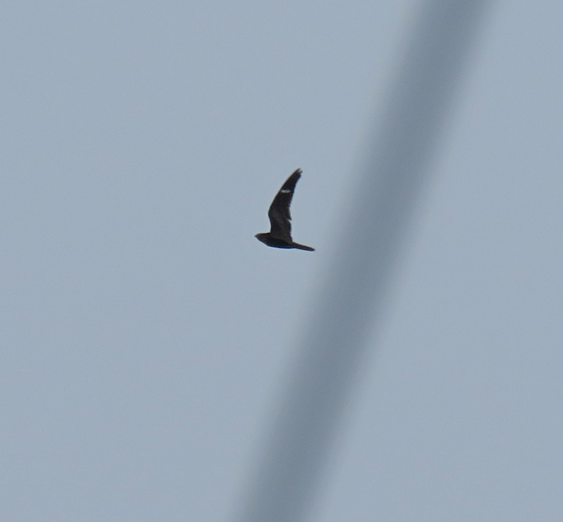 Common Nighthawk - Sidnei Dantas