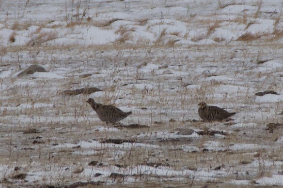 Greater Prairie-Chicken - ML326036201