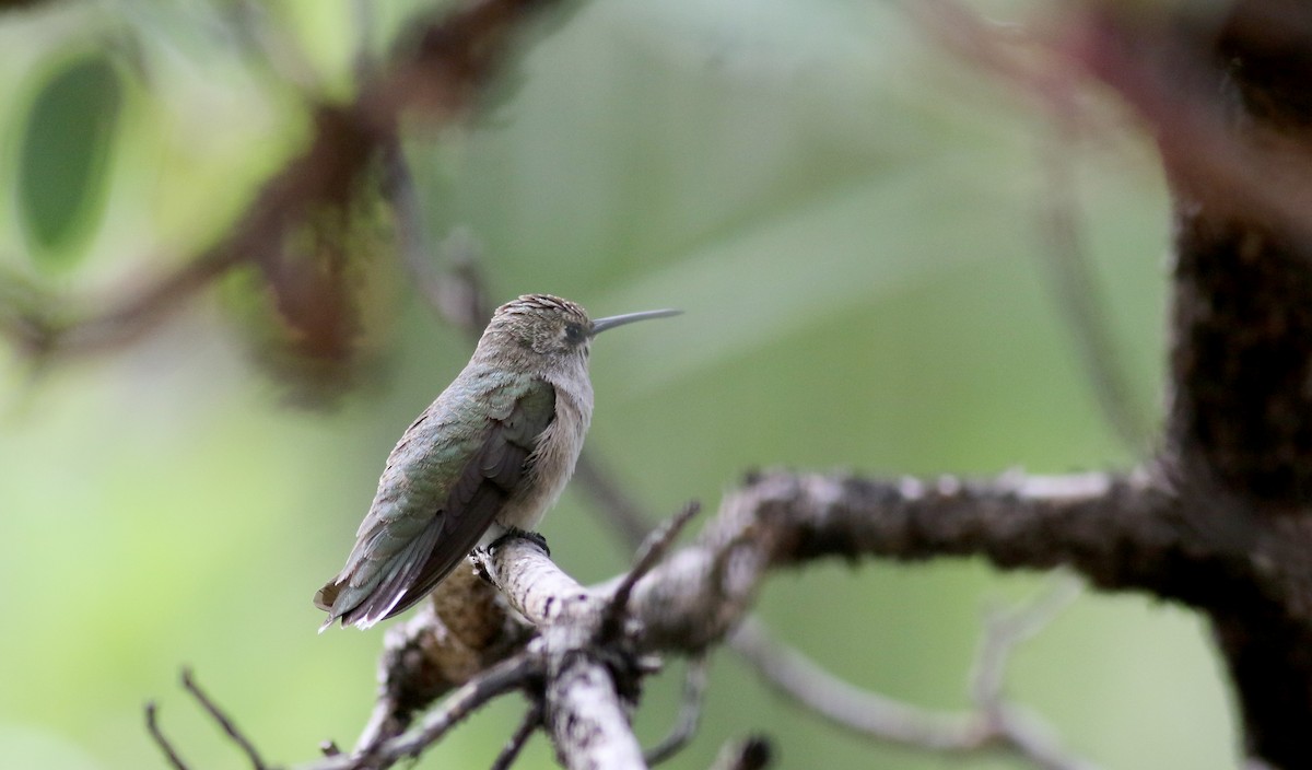Broad-tailed Hummingbird - ML32603841