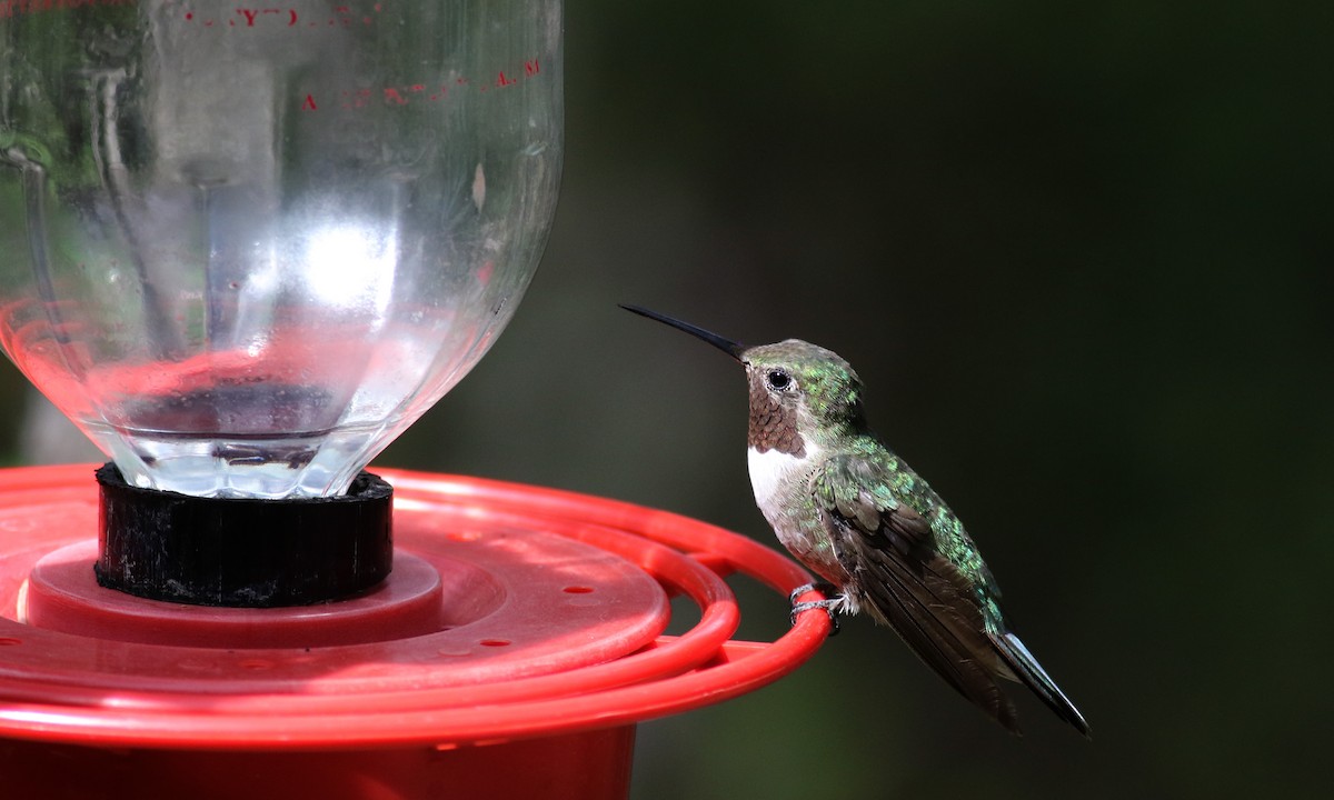 Broad-tailed Hummingbird - ML32603851