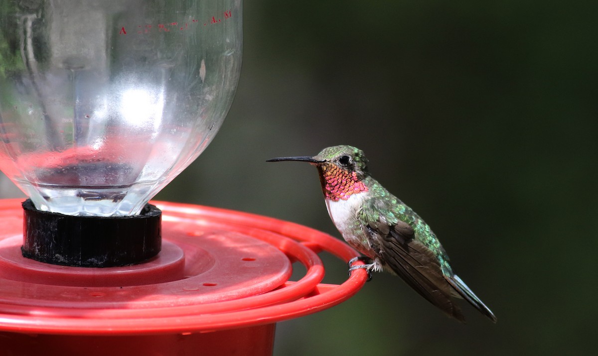 Broad-tailed Hummingbird - ML32603861