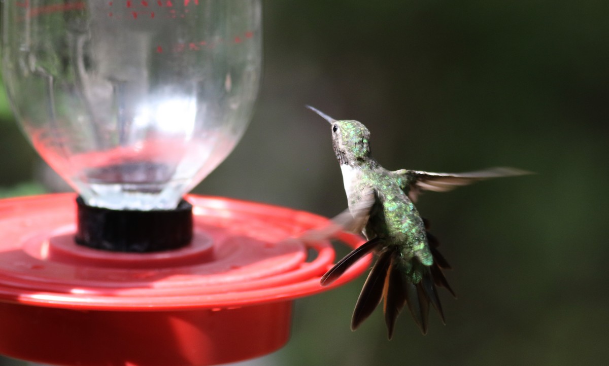 Broad-tailed Hummingbird - ML32603871