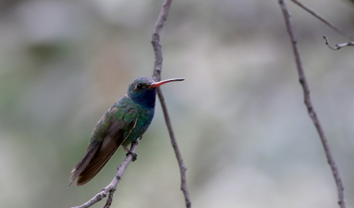 Broad-billed Hummingbird - ML32603941