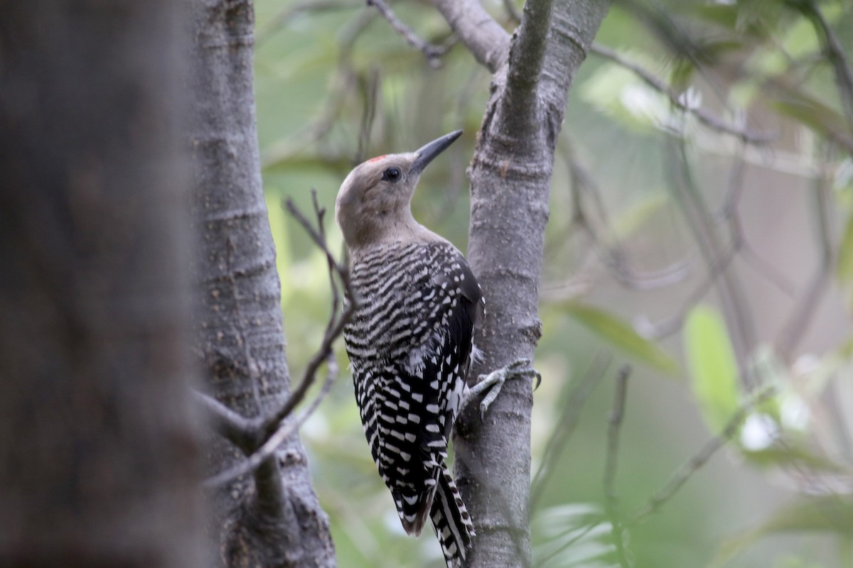 Gila Woodpecker - ML32603971