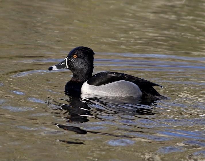 Ring-necked Duck - ML326039971