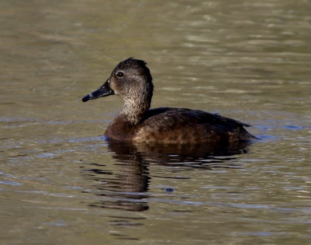 Ring-necked Duck - ML326039981