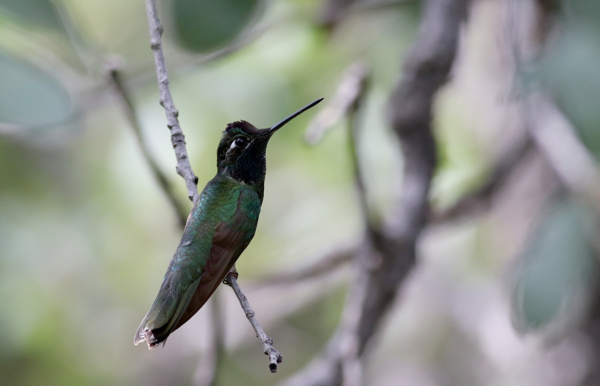 Rivoli's Hummingbird - Jay McGowan