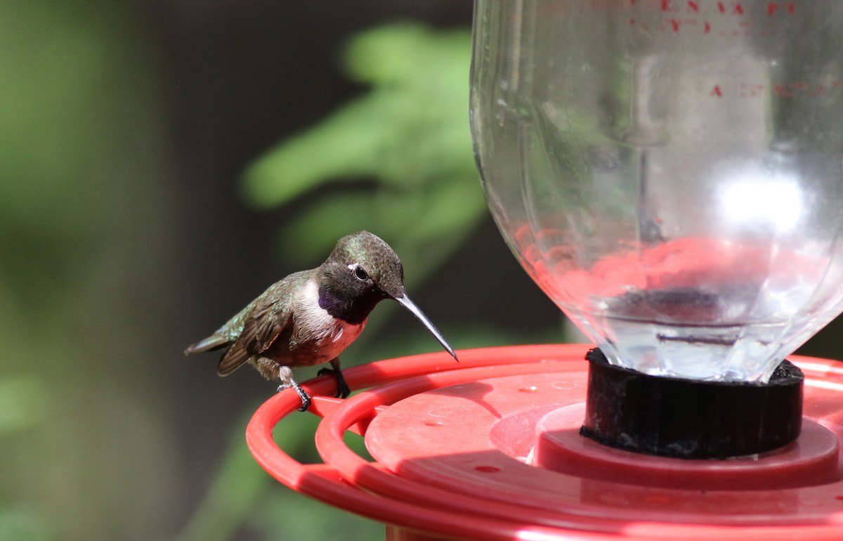 Black-chinned Hummingbird - ML32604041