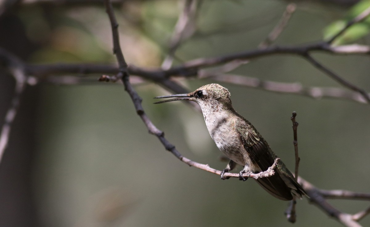 Black-chinned Hummingbird - ML32604091