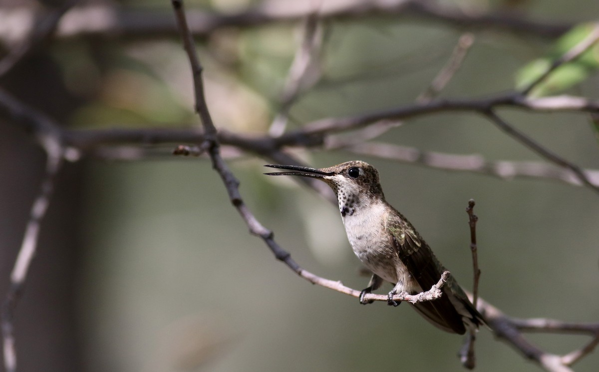 Black-chinned Hummingbird - ML32604101