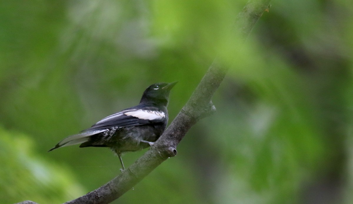 Painted Redstart - ML32604111