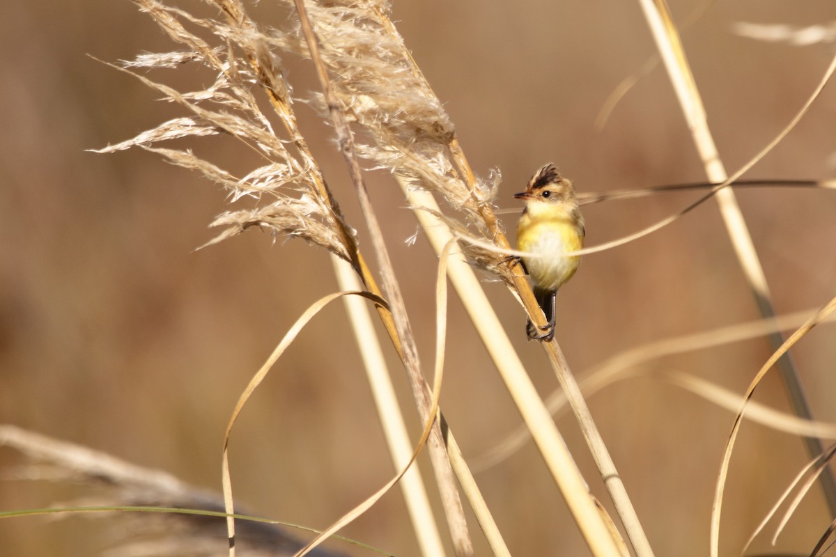 Crested Doradito - Nahuel Melisa Aguirre Gago