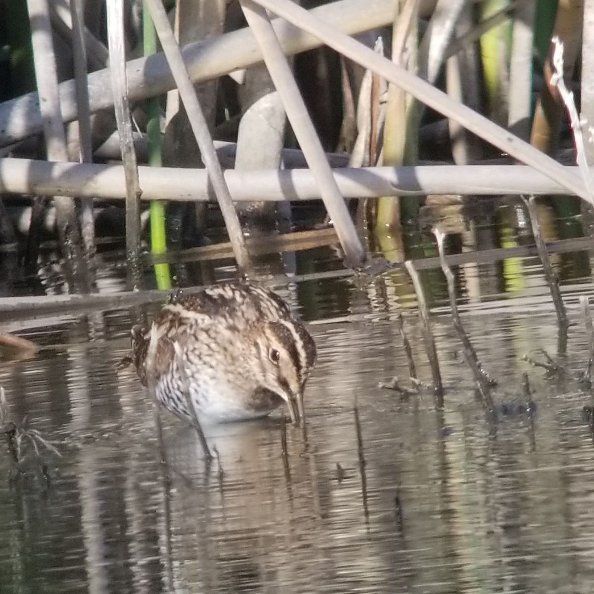 Wilson's Snipe - Donald Pendleton