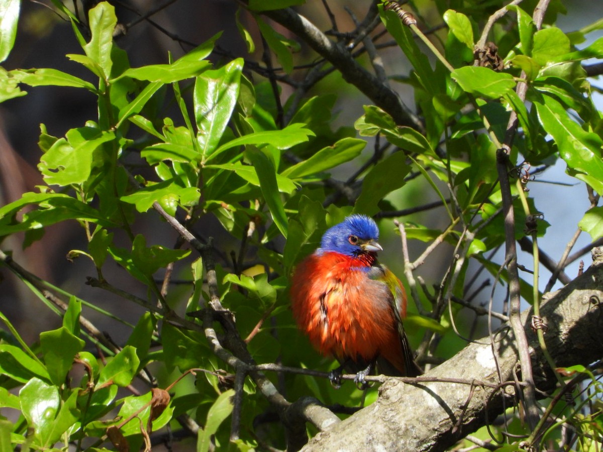 Painted Bunting - ML326046761
