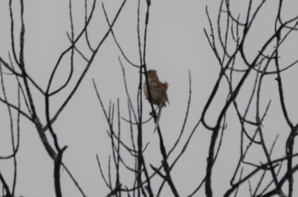 Brown Thrasher - ML326047471